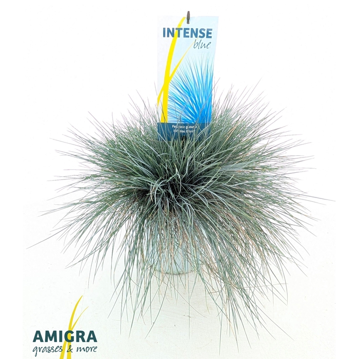 Festuca glauca Intense Blue®