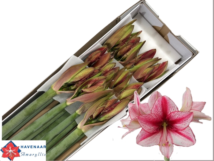 <h4>HIPP GA REVELATION</h4>