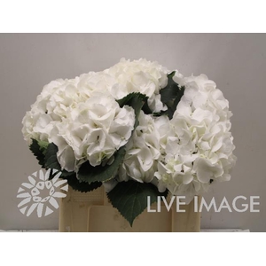 Hydrangea schneeball