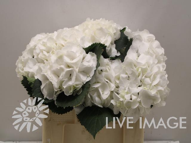 <h4>Hydrangea schneeball</h4>