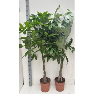 PACHIRA AQUATICA