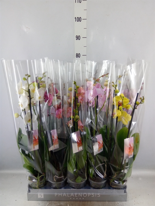 <h4>Phalaenopsis   ...mix  7</h4>