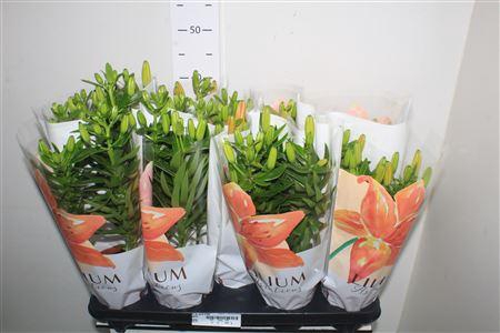 <h4>Lil As Gem 3 Pp</h4>