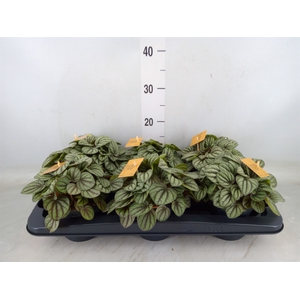 Peperomia