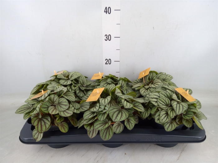 <h4>Peperomia</h4>