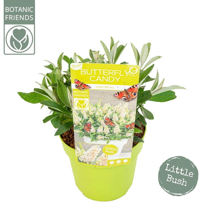 Buddleja Butterfly Candy Little Whi