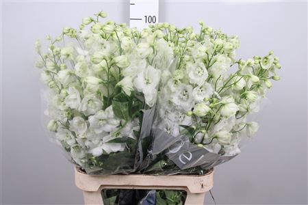<h4>Delph Du Centu White</h4>