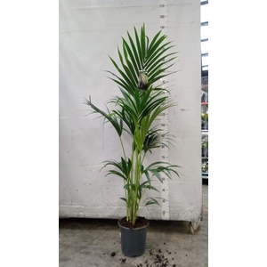 Howea forsteriana