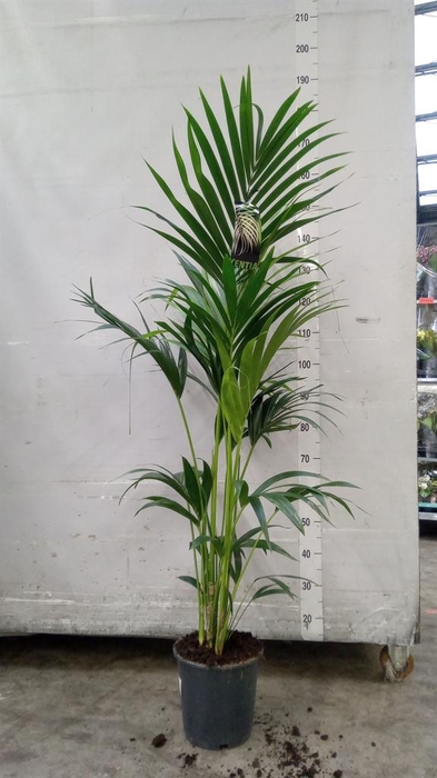 <h4>Howea forsteriana</h4>