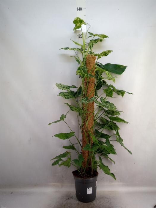 <h4>Syngonium podophyllum 'Mottled'</h4>