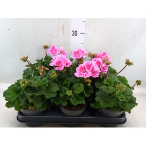 Pelargonium zona.   ...F1