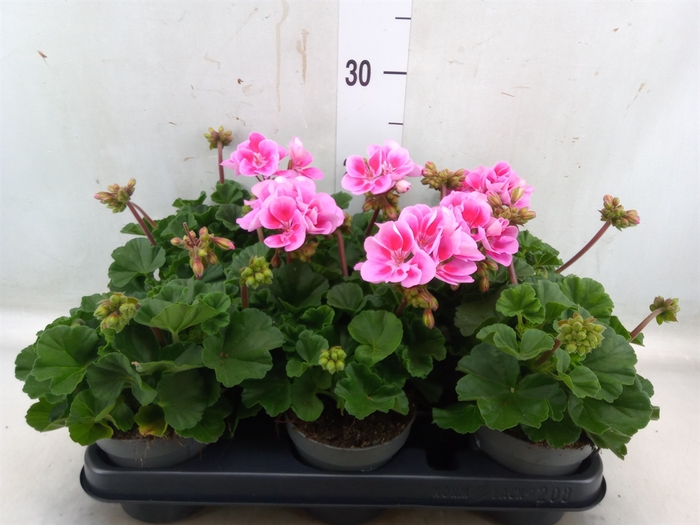<h4>Pelargonium zona.   ...F1</h4>