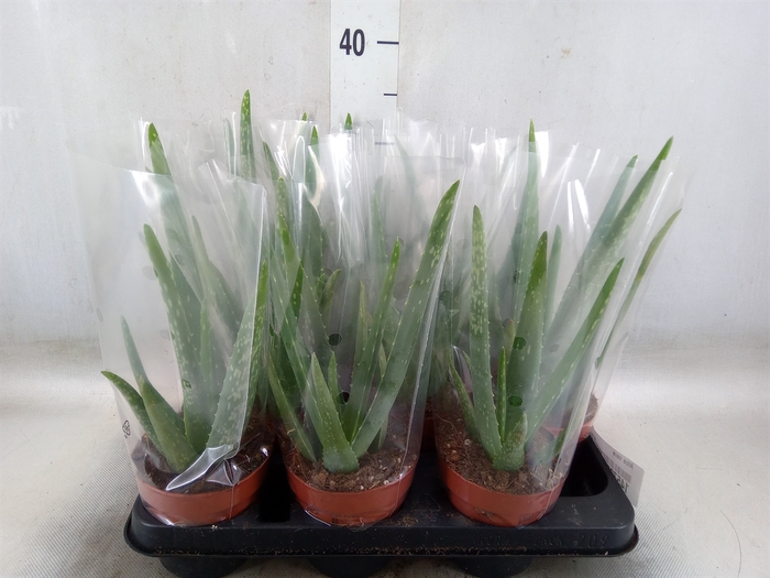 <h4>Aloe vera</h4>