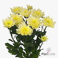 <h4>Chrys sp baltica cream</h4>