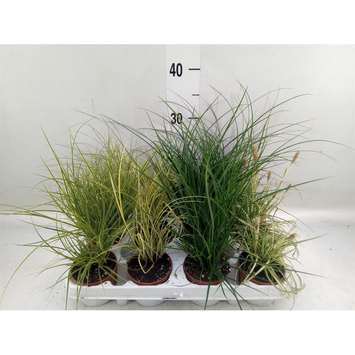 <h4>Carex   ...mix</h4>