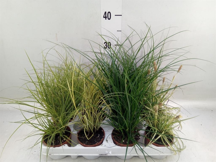 <h4>Carex   ...mix</h4>