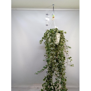 Hedera helix 'White Wonder'