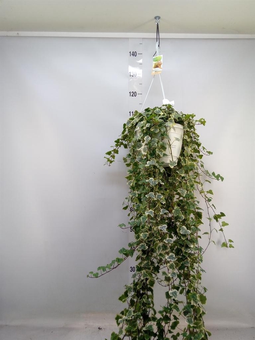 <h4>Hedera helix 'White Wonder'</h4>