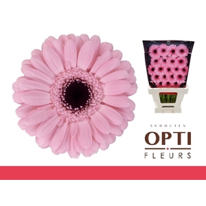 Germini Smart Diamond