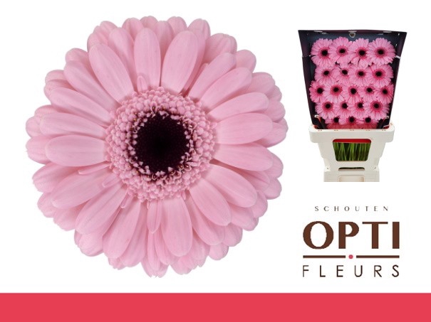 <h4>GE MI SMART-Diamond</h4>