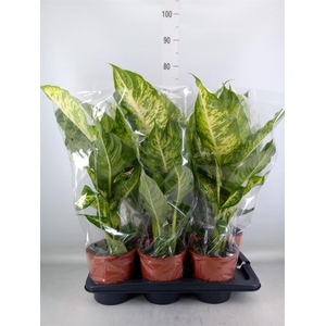 Dieffenbachia  'Mars'