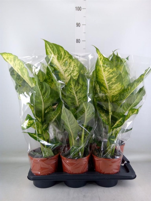 <h4>Dieffenbachia  'Mars'</h4>