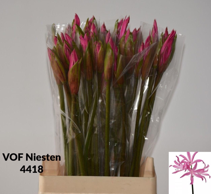 <h4>AMA BD ANASTASIA</h4>