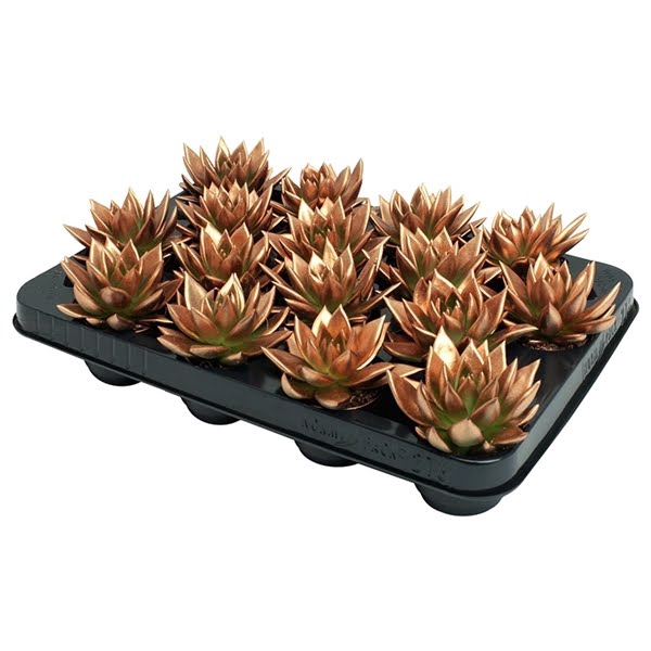 <h4>Echeveria coloured bronze</h4>