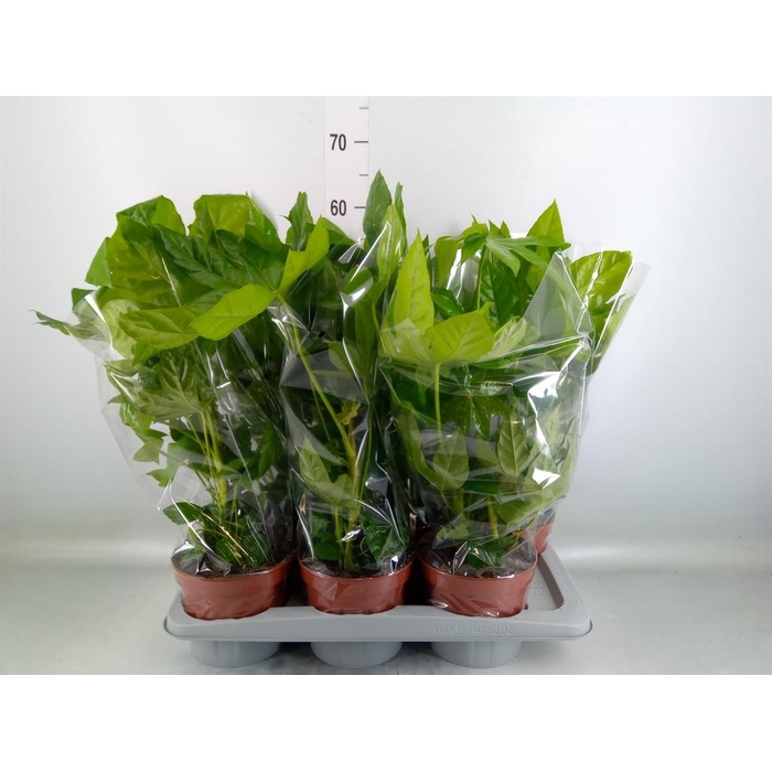 <h4>Fatsia japonica   ...</h4>