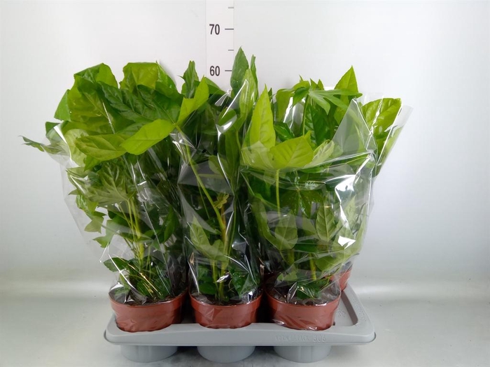 <h4>Fatsia japonica   ...</h4>