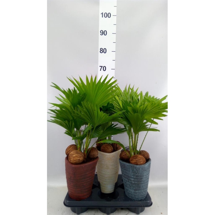 <h4>Livistona rotundifolia</h4>