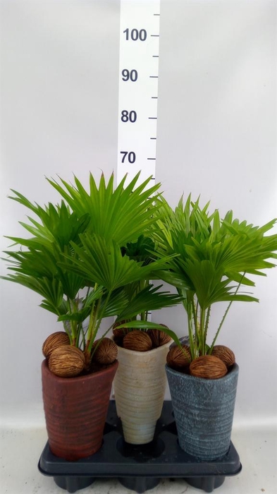 Livistona rotundifolia