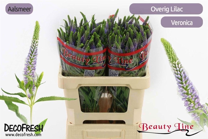 <h4>Veronica Ov Lilac</h4>