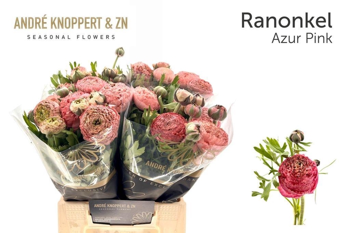 Ranunculus 'Aazur Antique Rose'