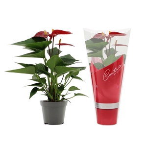 Anthurium Micra in Couture sleeve