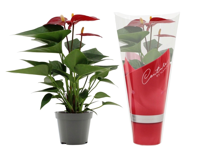 <h4>Anthurium Micra in Couture sleeve</h4>