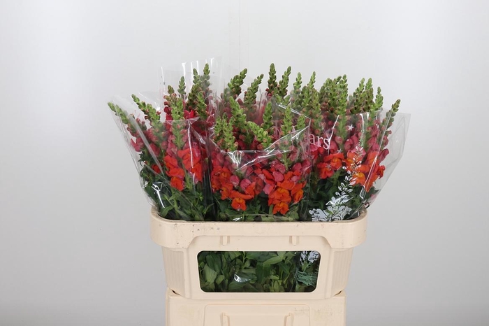 <h4>Antir Antibes Orange</h4>