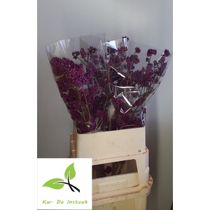CALLICARPA BOD PROFU