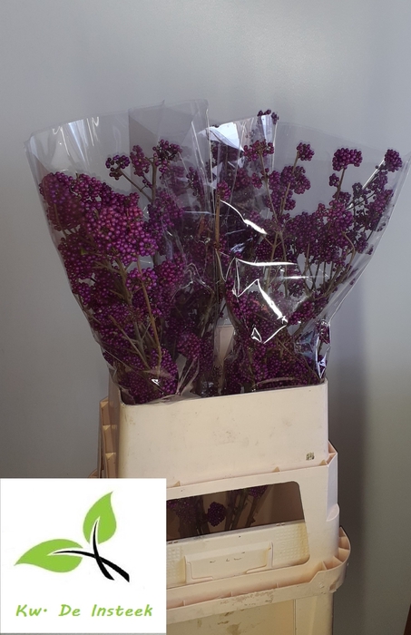 <h4>CALLICARPA BOD PROFU</h4>