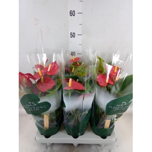Anthurium andr. 'Aroha'