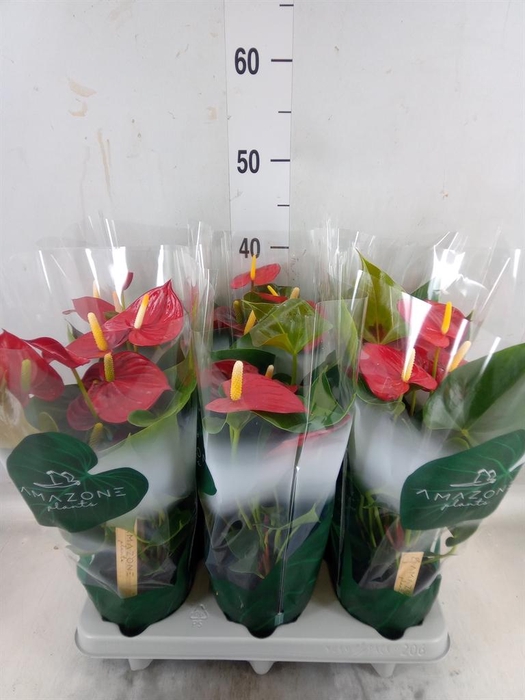 <h4>Anthurium andr. 'Aroha'</h4>