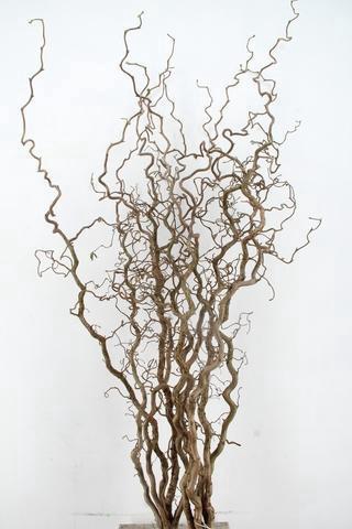 <h4>CORYL AV CONTORTA 2 JARIG 160CM</h4>