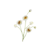 Rosa Branch White