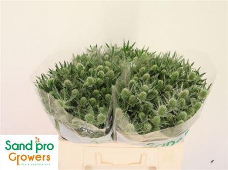 <h4>Eryn Mag Whit Lagoon</h4>