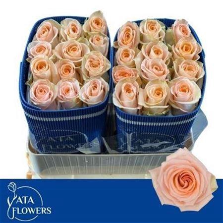 <h4>R Gr Tiffany! Ec</h4>