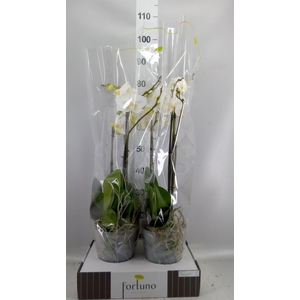 Phalaenopsis   ...white