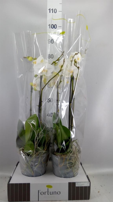 <h4>Phalaenopsis   ...white</h4>