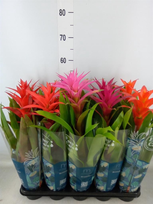 <h4>Guzmania   ...mix</h4>