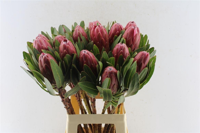 <h4>Protea Lancelot C</h4>