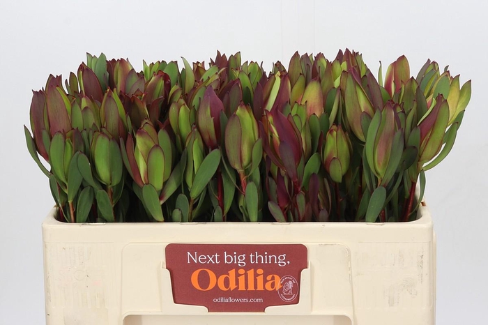 <h4>Leucadendron Senorita Spray</h4>